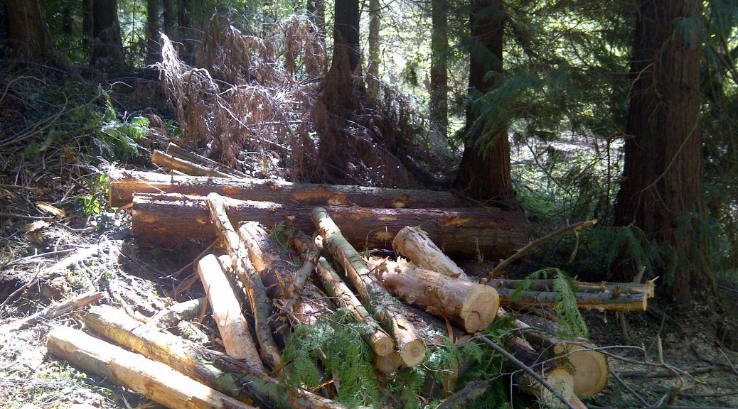 A stack of logs