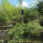 Cutting a small tree down to size