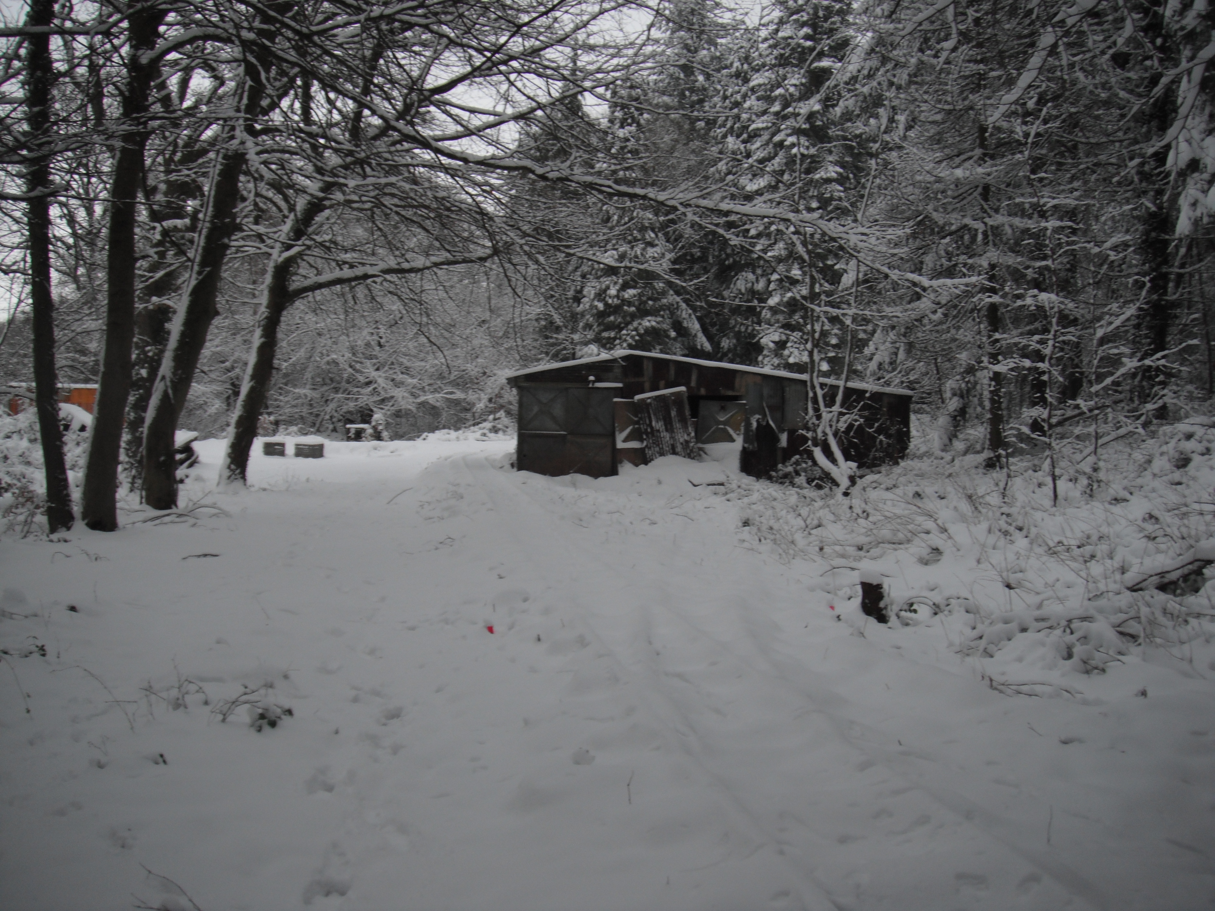 Looking towards the shed; track hidden by snow